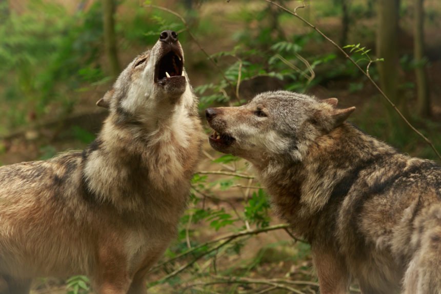 Der Wolf hat viele Gegner