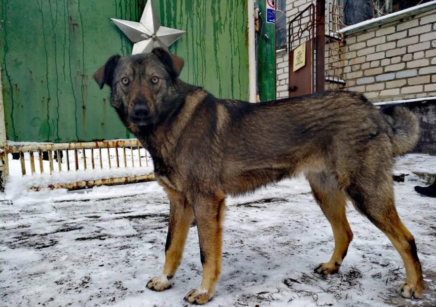 Die Hunde von Tschernobyl
