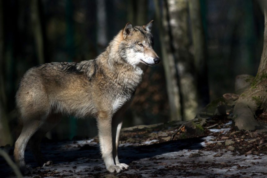 Ahuuuu! Der Wolf geht um!