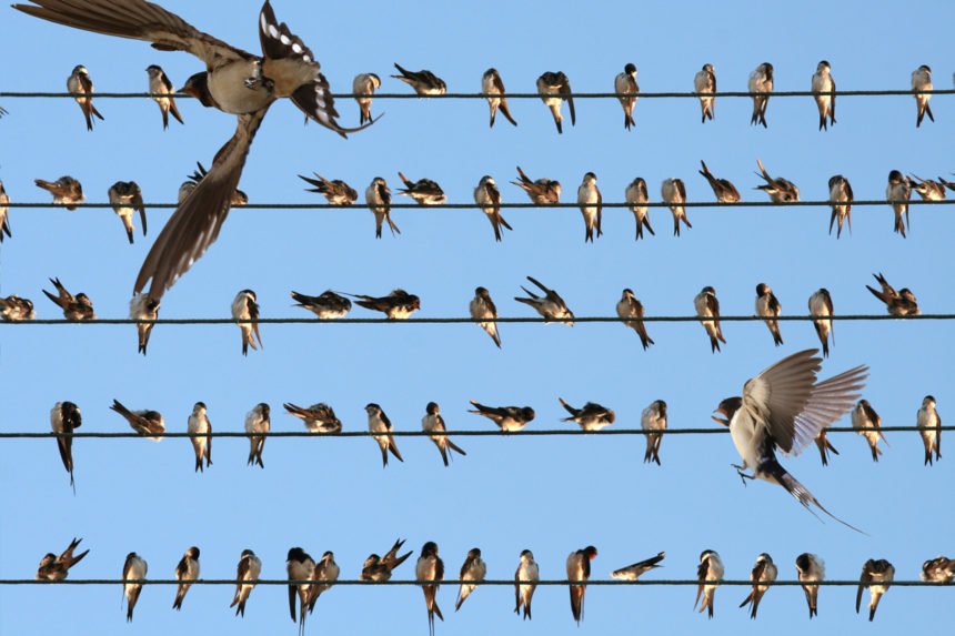 Warum bleiben die Vögel nicht hier?