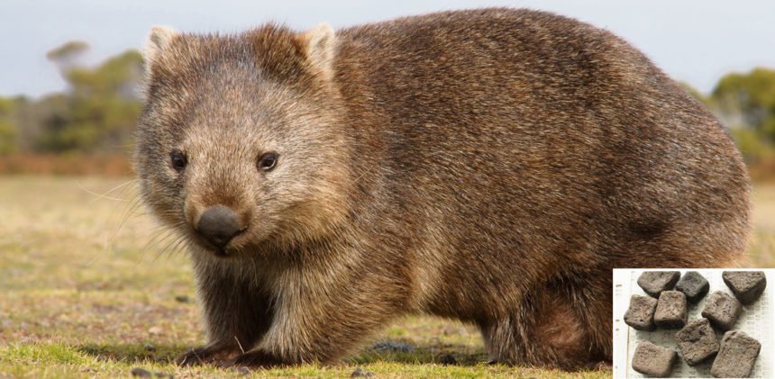 Wombats machen Klötzchen